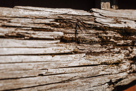 Close up texture of tree bark. Pattern of natural tree bark background. Rough surface of trunk. Moss...