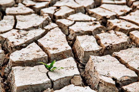A green sprout sprouts from dry, cracked earth. The lack of rain, a global natural disaster. Global...