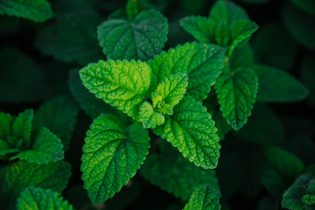 Fresh green mint leaves. Background with mint leaves. Ecology natural concept. Close up