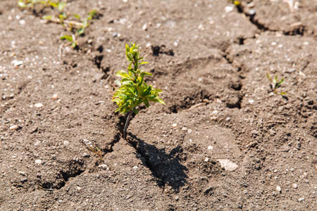 A green sprout sprouts from dry, cracked earth. The lack of rain, a global natural disaster. Global warming concept.の写真素材