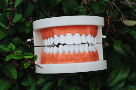 The anatomical model of the jaw lies on green leaves.