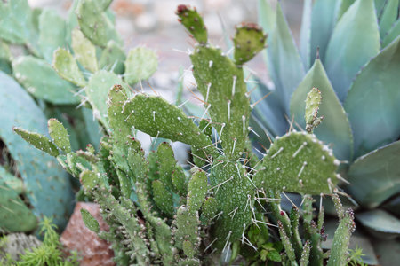 Green, succulent cactus with thorns in daylight.