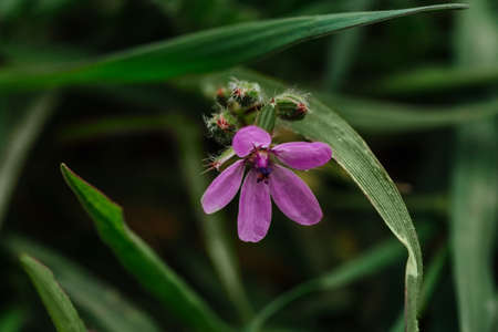 Small beautiful purple flower with long thin green leavesの写真素材
