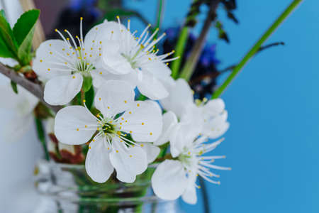 A small bouquet of delicate white small flowers on a blue background. Cherry blossoms.の写真素材