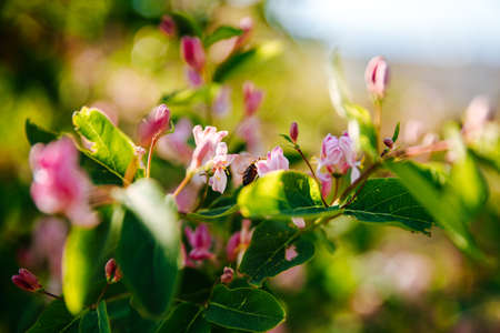 Small pink flowers with green leaves. Natural background.の写真素材