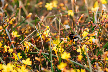 Small yellow flowers growing in the meadow, floral background.の写真素材