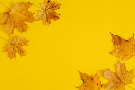 Autumn maple leafs on yellow background. Copy space. Flay layの写真素材