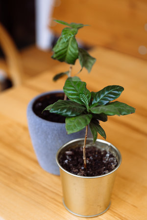 Two green coffee tree plants grow in pots.の写真素材