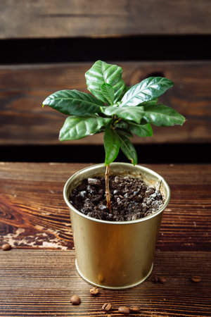 A young green coffee tree plant in a pot stands on a wooden table.の写真素材