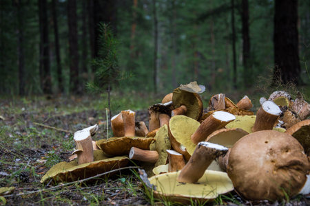 Mushrooms growing in a pine forest and beautifulの写真素材
