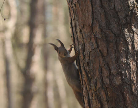 Squirrel in a park in Kiev, April 4, 2020.の写真素材