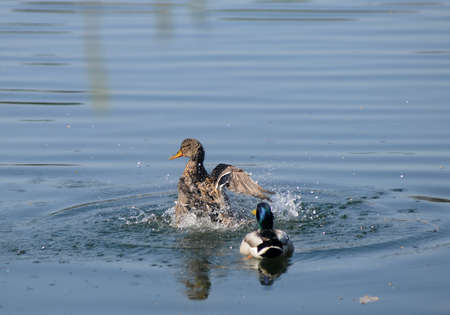 Wild ducks swim on the lake in Kiev, April 4, 2020.の写真素材