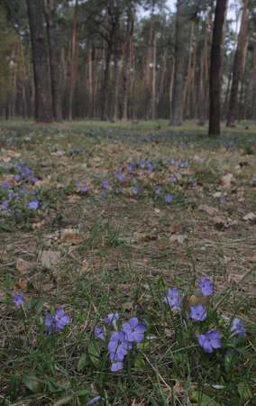 Periwinkle flowers in a forest in springの写真素材
