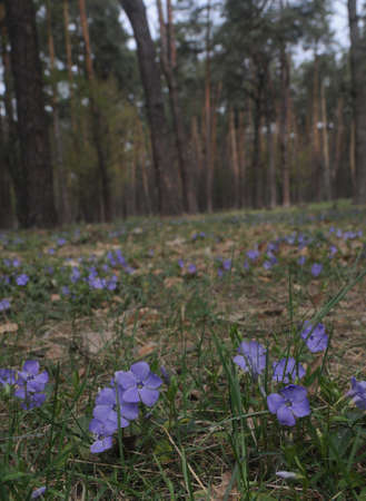 Periwinkle flowers in a forest in springの写真素材