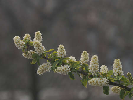Bird cherry blossom on a branch with green leafの写真素材