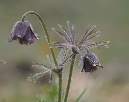 Spring flowers. The bush of the first spring flowers in the forest. Flowers dream grass. Primroses.の写真素材