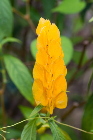 Caesalpiniodae (Leguminosae) Candle Bush yellow tropical flowerの写真素材
