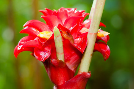 closeup of red ginger