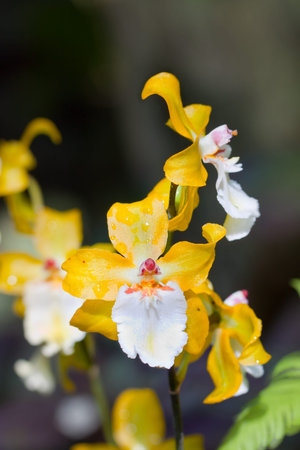 closeup of a yellow orchid with rain dropsの写真素材
