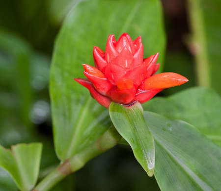 heliconia bourgaeana x h. collinsiana cv pedro ortiz heliconiaceaeの写真素材