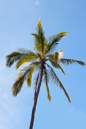 coconut trees and blue sky tropical sceneryの写真素材