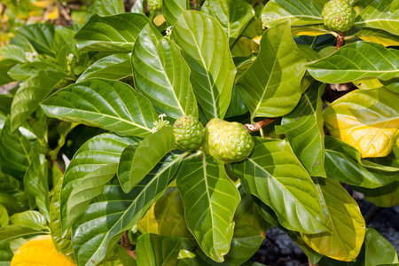 green noni also known as Morinda citrifolia