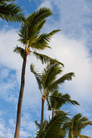 coconut trees and blue sky tropical sceneryの写真素材