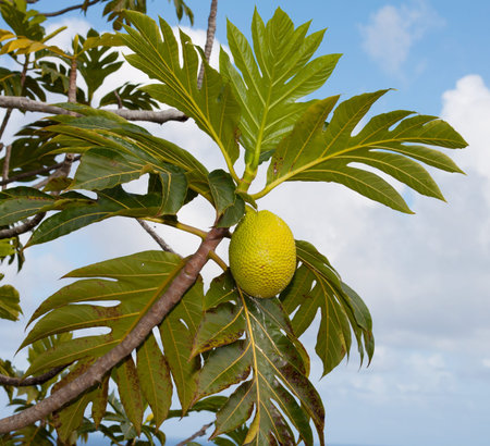 jackfruit artocarpus heterophyllus moraceae
