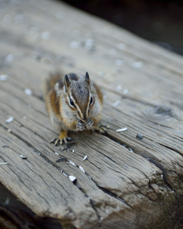 chipmonk eating sunflower seeds macroの写真素材