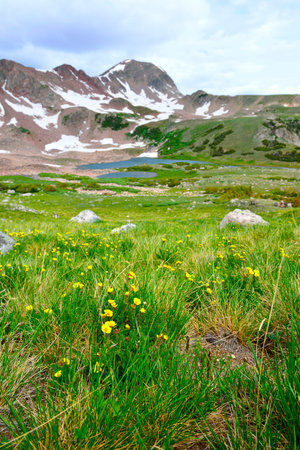 wild flowers in the high altitude alpine tundra in front of the mountain in Colorado during summer