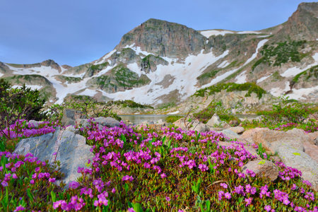 wild flowers at high altitude alpine tundra and a mountain lake in Colorado during summer