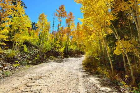 country road through colourful Colorado during foliage seasonの写真素材