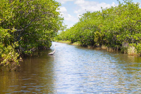 Heron in the everglades swamp in Floridaの写真素材