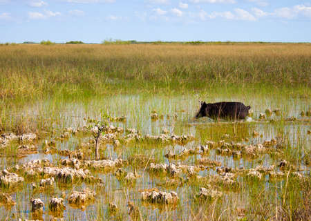 wild bore in the everglades park in Floridaの写真素材