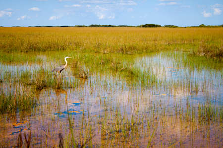 heron in the everglades park in Floridaの写真素材