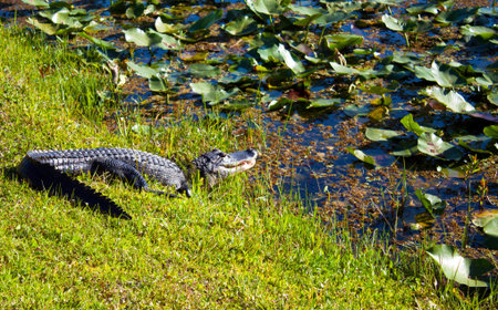 alligator in Everglades park in Floridaの写真素材