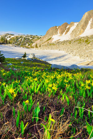 Meadow with wild flowers in Snowy Range Mountains in Medicine Bow, Wyoming in summerの写真素材