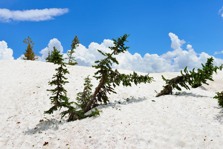 Conifer Trees in Snowy Range Mountains in Medicine Bow, Wyoming in summerの写真素材