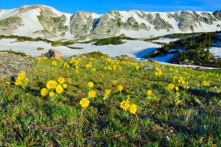 Meadow of wild flowers in Snowy Range Mountains, Medicine Bow, Wyoming in summerの写真素材
