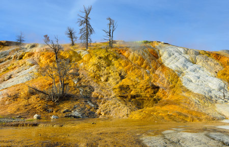 Dead trees in Mammoth Hot Springs area of Yellowstone National Park, Wyomingの写真素材