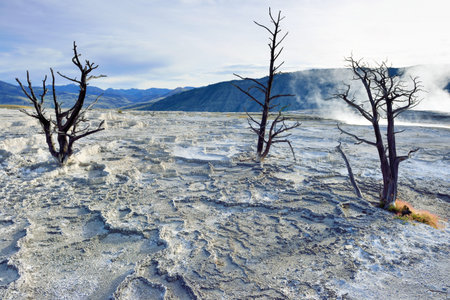 Dead trees in Mammoth Hot Springs area of Yellowstone National Park, Wyomingの写真素材