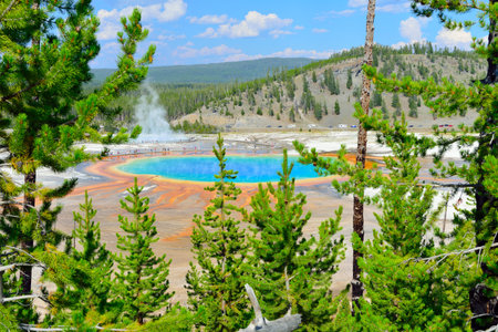 Midway Geyser Basin seen through the conifer trees in Yellowstone National Park, Wyomingの写真素材