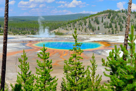 Midway Geyser Basin seen through the conifer trees in Yellowstone National Park, Wyomingの写真素材