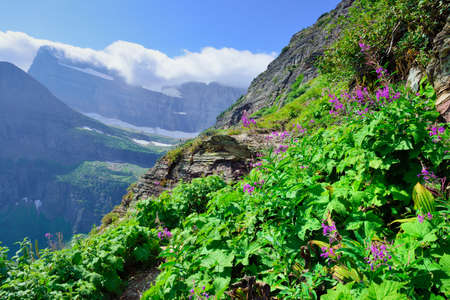 wild flowers and high alpine landscape of the Grinnell Glacier trail in Glacier national park, montana in summerの写真素材