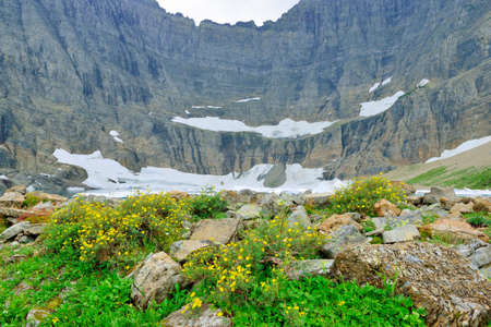 wild flowers by the Iceberg Lake glacier in Glacier National Park in summerの写真素材
