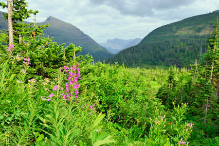 wild flowers in Glacier National Park in summerの写真素材