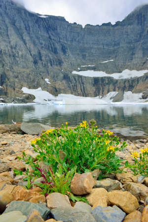 wild flowers by the Iceberg Lake glacier in Glacier National Park in summerの写真素材