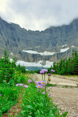 wild flowers by the Iceberg Lake glacier in Glacier National Park in summerの写真素材