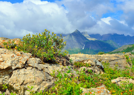 wild flowers and alpine landscape of the Glacier National Park in summerの写真素材