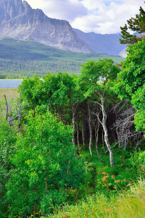 alpine scenery of the Glacier National Park in summer